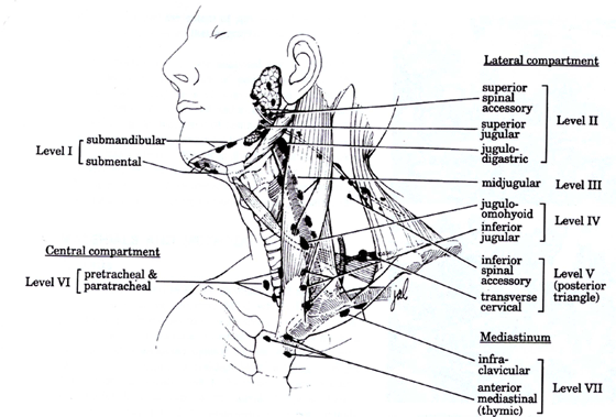 neck lymph node levels
